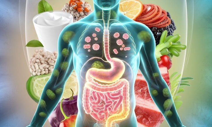 Gut microbiome illustration